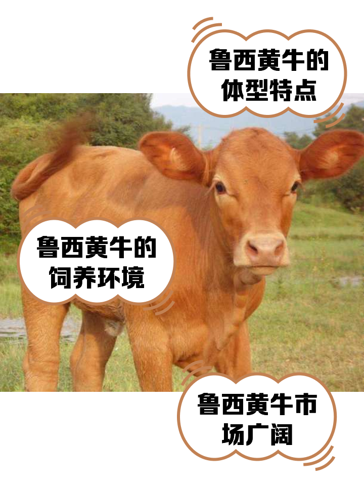 利津最新医保取现黄牛方法分析(最方便真实的利津医保取现黄牛怎么取方法)